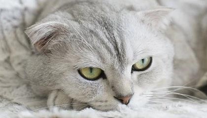 开云官网在线-校园篮球训练节奏是否与学习任务脱节，篮球运球节奏训练